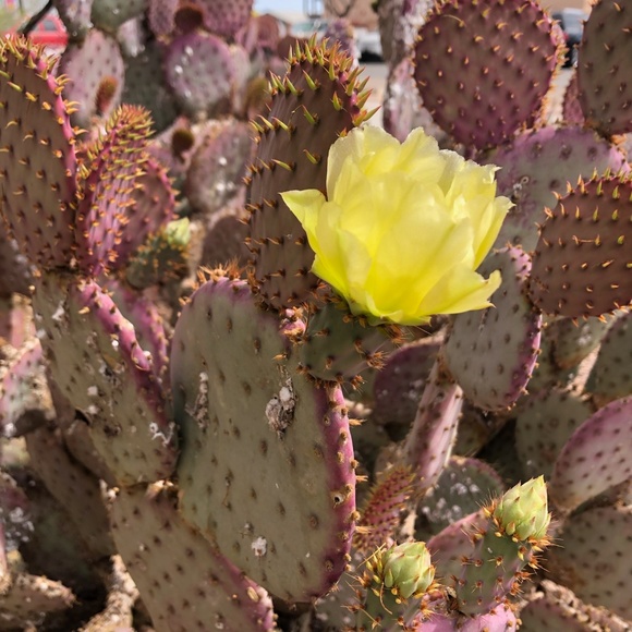 Meet your Posher, Shine - Picture 2 of 3